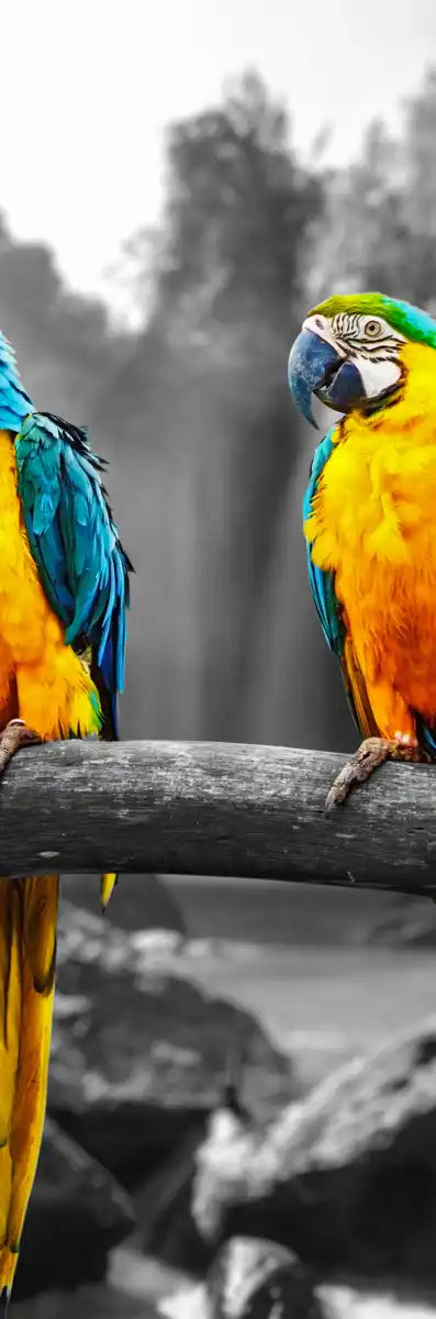Macaw Friends Pop Wall Art