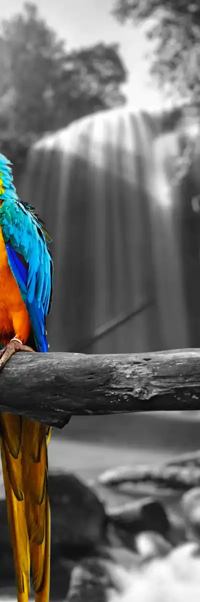 Macaw Friends Pop Wall Art