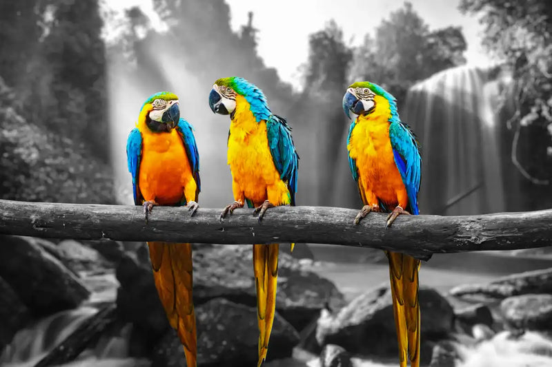 Macaw Friends Pop Wall Art