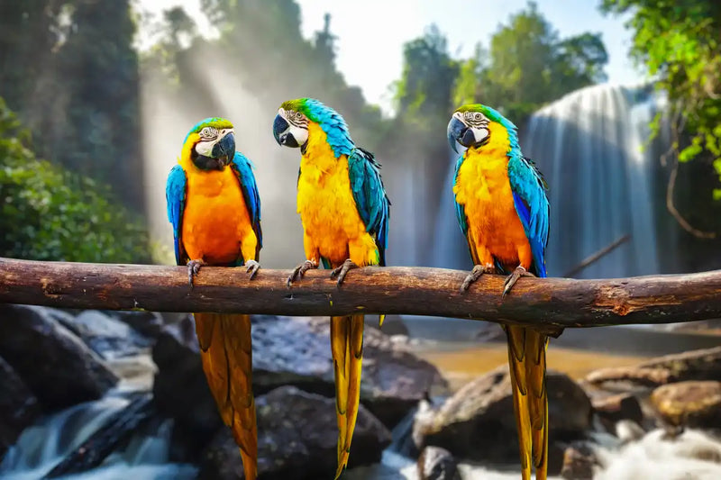 Macaw Friends Wall Art