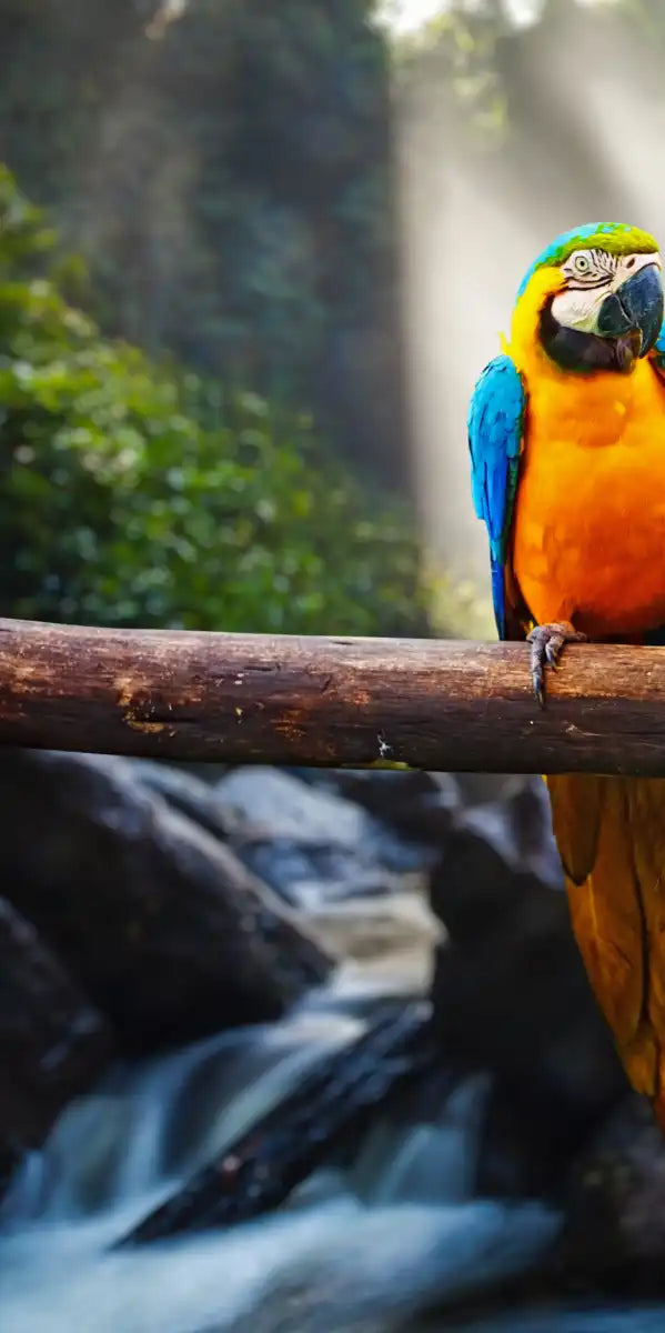 Macaw Friends Wall Art