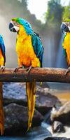 Macaw Friends Wall Art