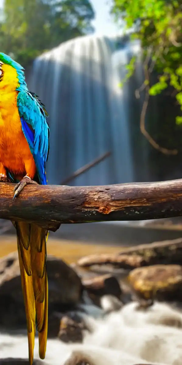 Macaw Friends Wall Art
