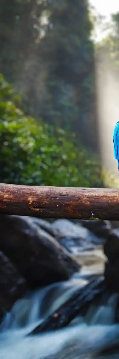Macaw Friends Wall Art
