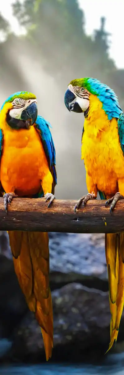 Macaw Friends Wall Art