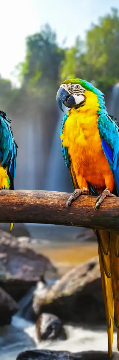 Macaw Friends Wall Art