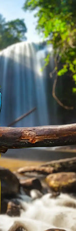 Macaw Friends Wall Art