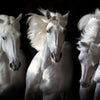 Three White Horses Wall Art