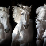 Three White Horses Wall Art