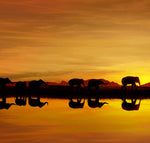 Safari Wall Art