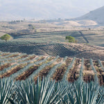 Tequila Jalisco Agave Field Wall Art
