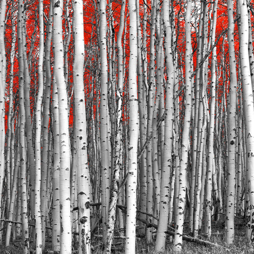Red Birch Forest Wall Art