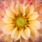 Lovely Dahlia Wall Art