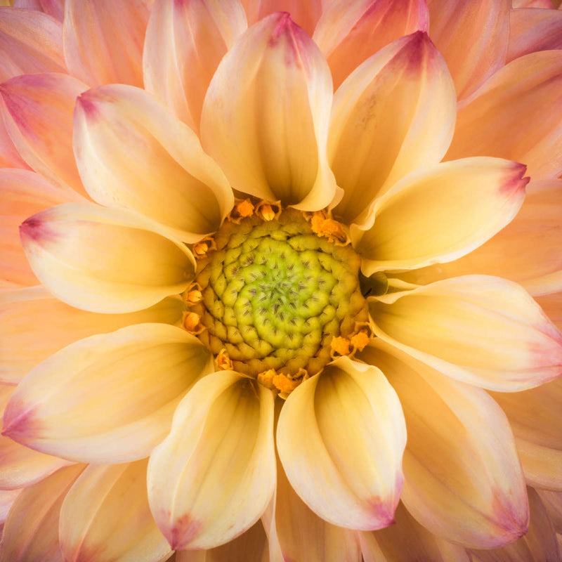 Lovely Dahlia Wall Art