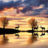 Lakeside Deer Wall Art