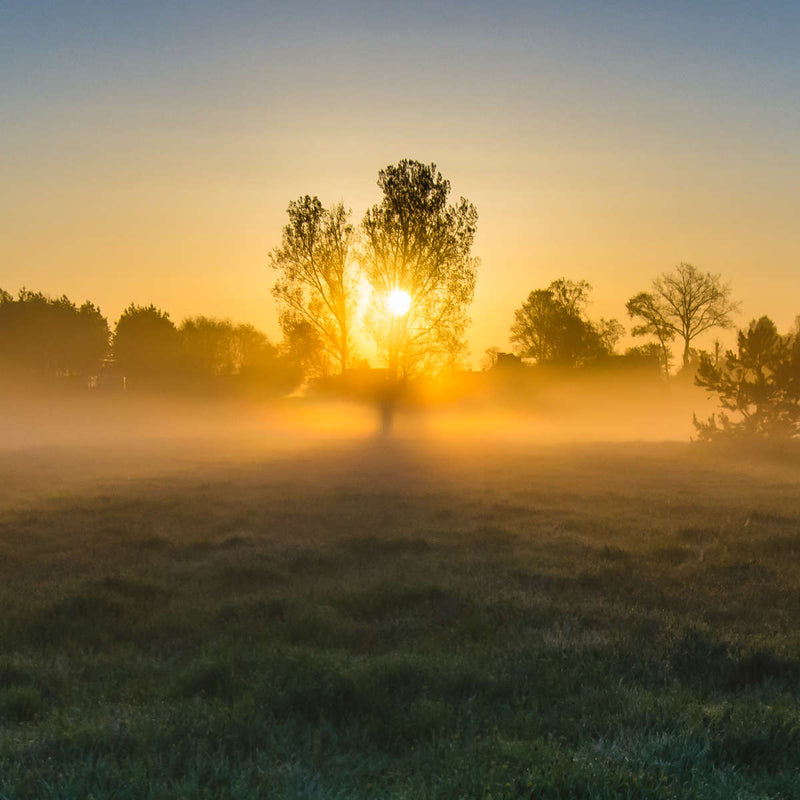Misty Meadow At Sunrise Wall Art