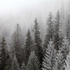 Winter Mist Wall Art