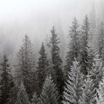 Winter Mist Wall Art