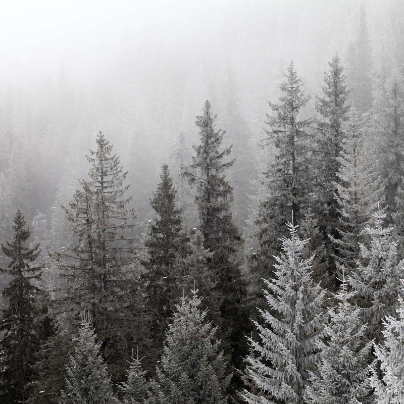 Winter Mist Wall Art