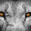 Lion Eyes Pop Wall Art