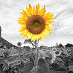 Pop Golden Sunflower Wall Art