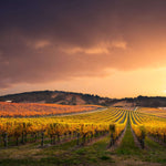 South Australia Vineyard Wall Art