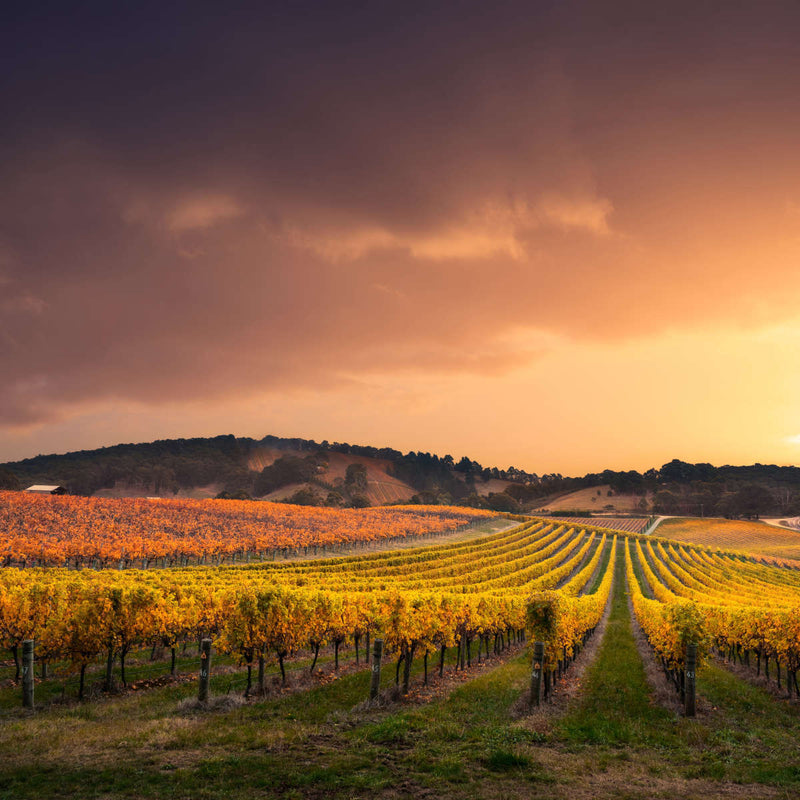 South Australia Vineyard Wall Art