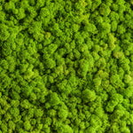 Green Reindeer Moss Wall Art
