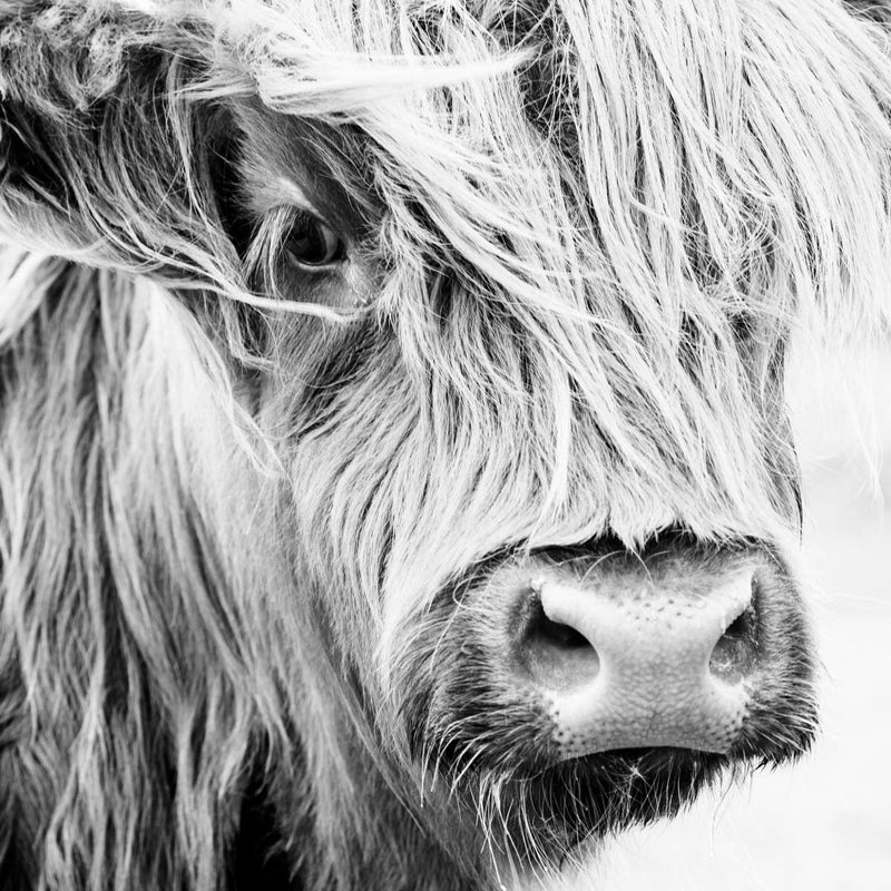 Long Haired Cow Wall Art