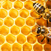 Honey Bee Hive Wall Art