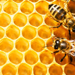 Honey Bee Hive Wall Art