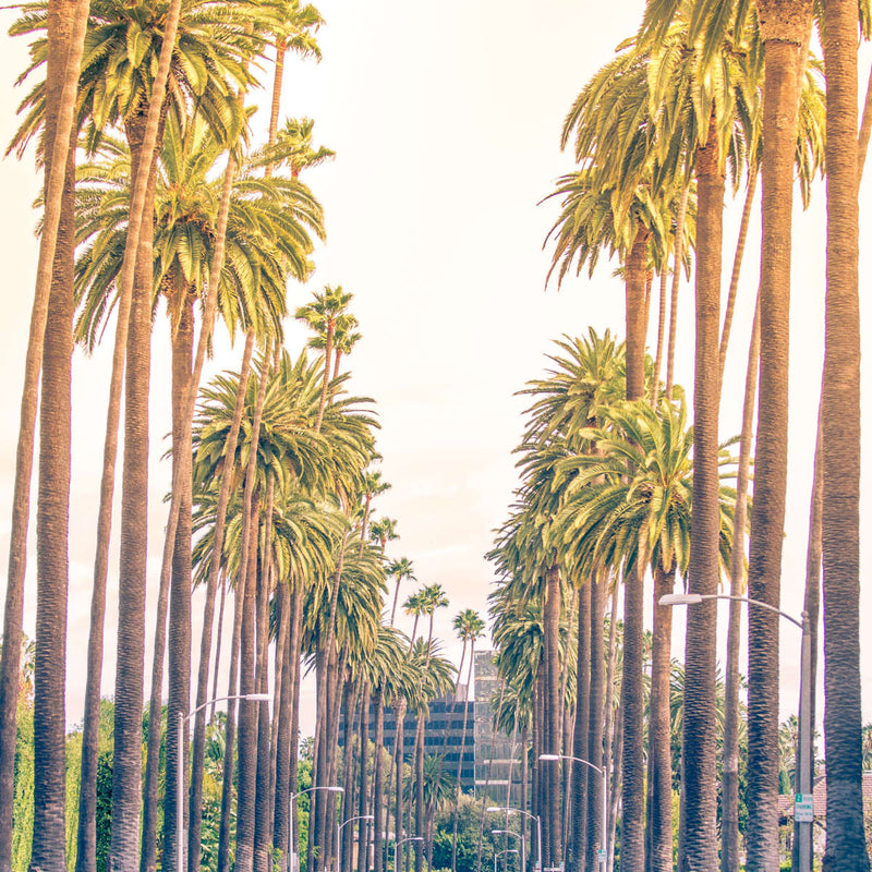 Palm Trees In Los Angeles Wall Art