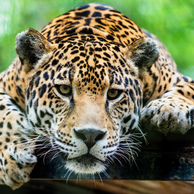 Lazy Leopard Wall Art
