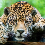 Lazy Leopard Wall Art