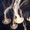 Light Of Jellyfish Wall Art