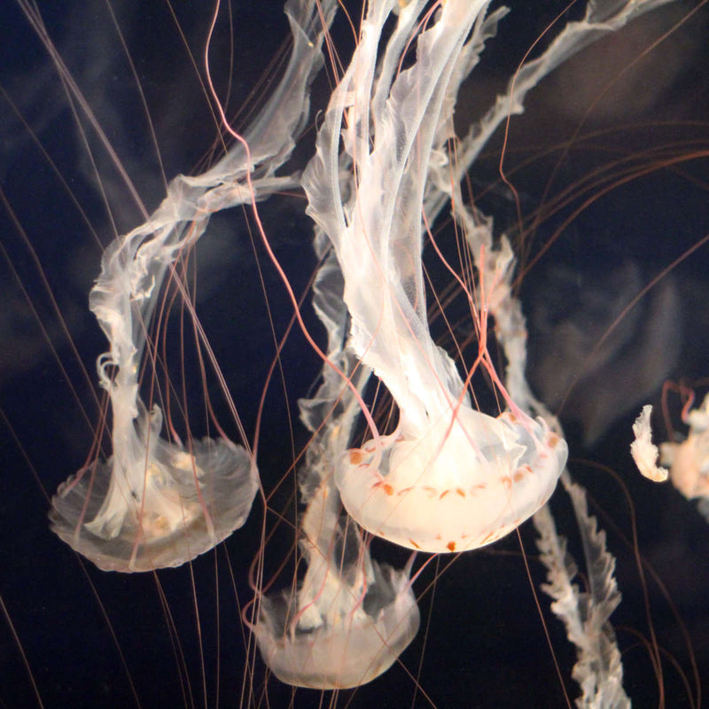 Light Of Jellyfish Wall Art