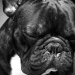 Melancholic French Bulldog Wall Art