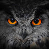 Mesmerizing Gray Owl Wall Art