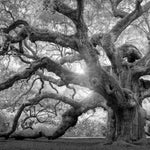 Monochrome Angel Oak Tree Wall Art
