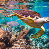 Vivid Sea Life Wall Art