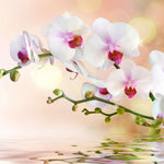 Orchid Flowers On Water Wall Art