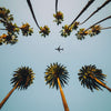 Plane Below Palm Trees Wall Art