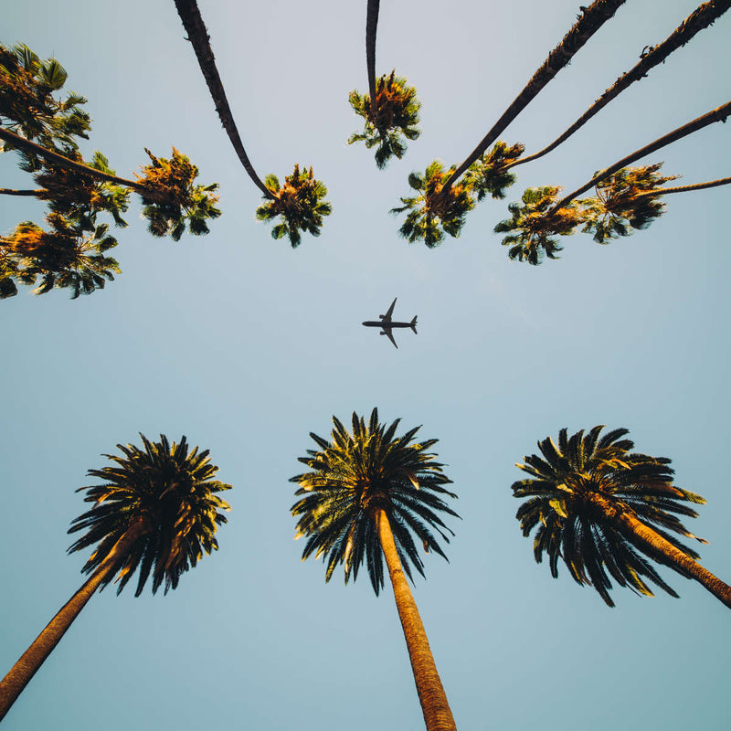 Plane Below Palm Trees Wall Art