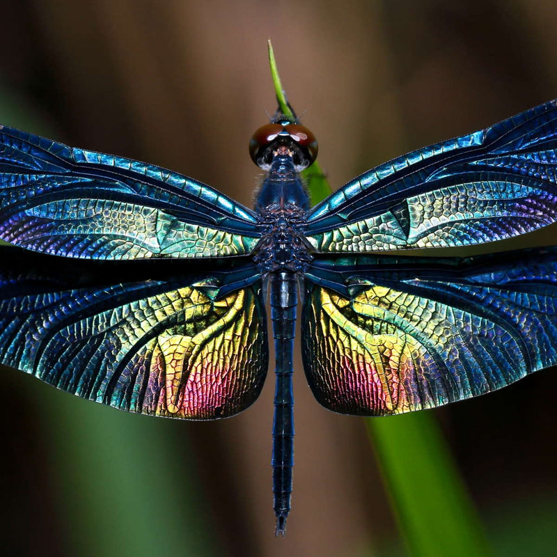 Prismatic Dragonfly Wall Art