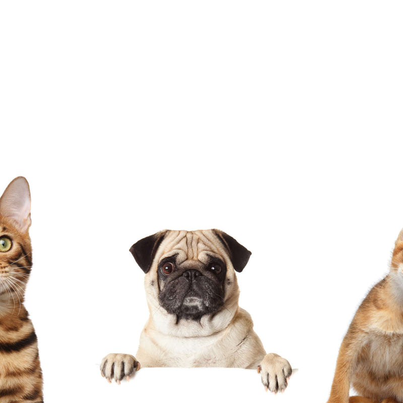 Pug And Cats Wall Art
