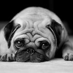 Sad Pug Wall Art