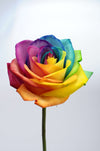 Rainbow Rose Wall Art