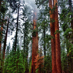 Vibrant Redwood Wall Art