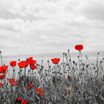 Red Poppy Field Pop Wall Art