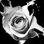 Rose Splash Wall Art